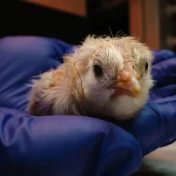 26 poussins sont nés d&rsquo;œufs artificiels non pondus par la poule