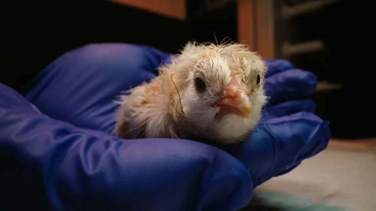 26 poussins sont nés d&rsquo;œufs artificiels non pondus par la poule