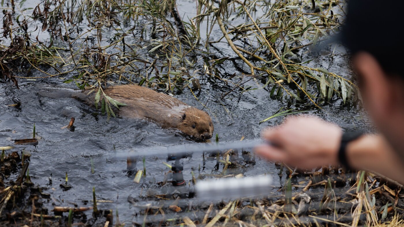 Comment les castors britanniques aident à lutter contre les inondations dues au changement climatique : NPR
