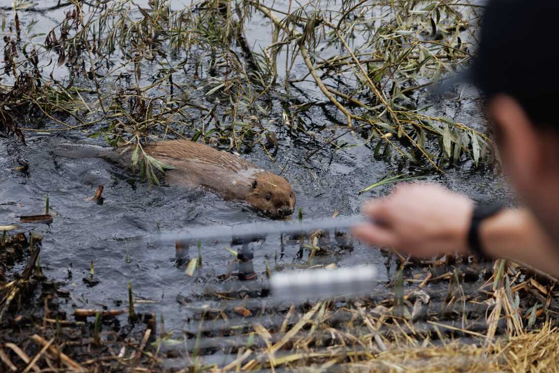 Un long castor brun nage dans des eaux marécageuses remplies de feuillage. La tête et la main floues d’un homme se trouvent dans la partie inférieure droite du cadre.