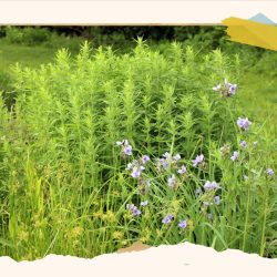 Comment remplacer votre pelouse par des jardins respectueux de la faune : NPR