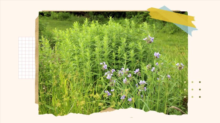 Comment remplacer votre pelouse par des jardins respectueux de la faune : NPR