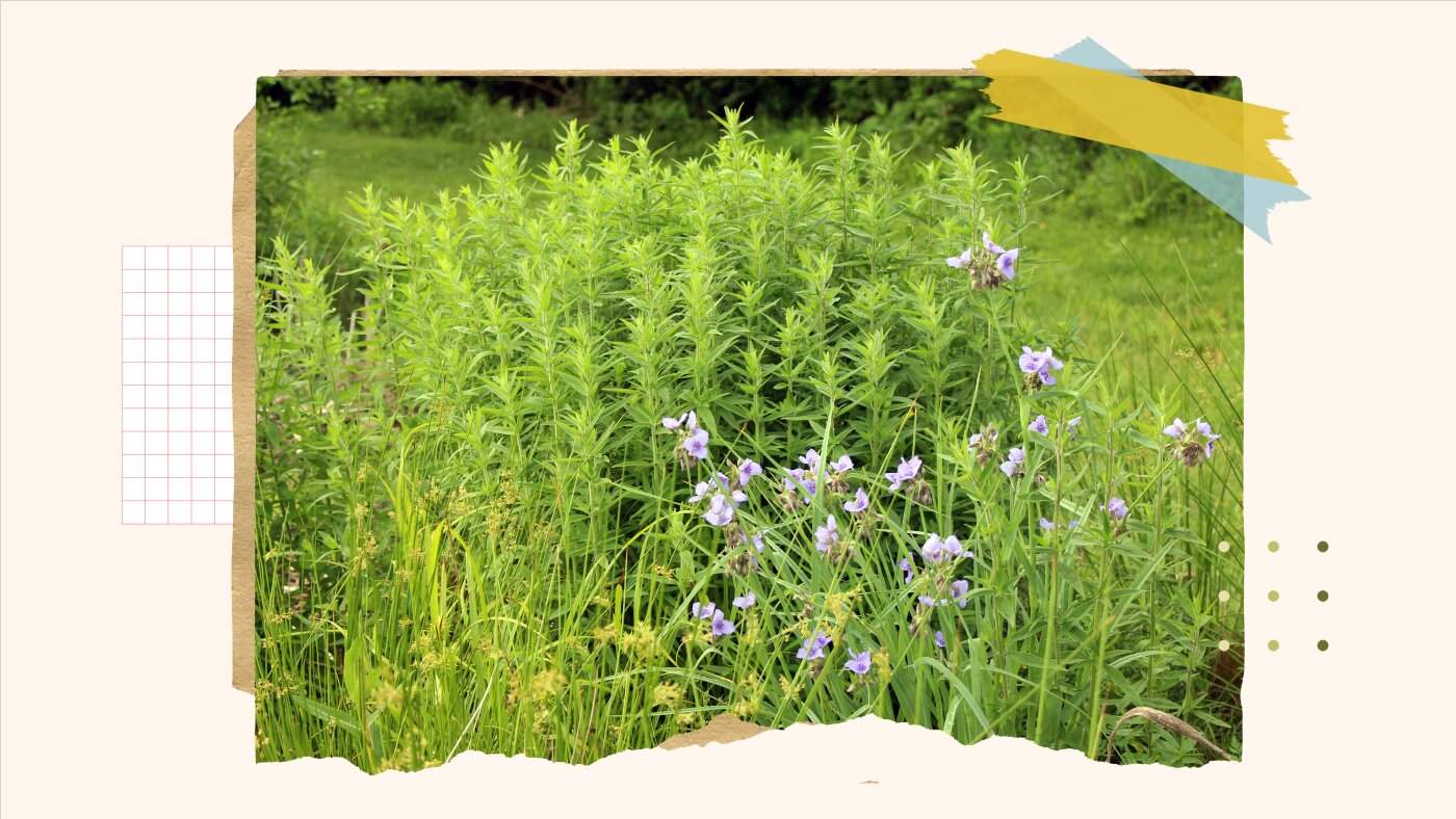 Comment remplacer votre pelouse par des jardins respectueux de la faune : NPR