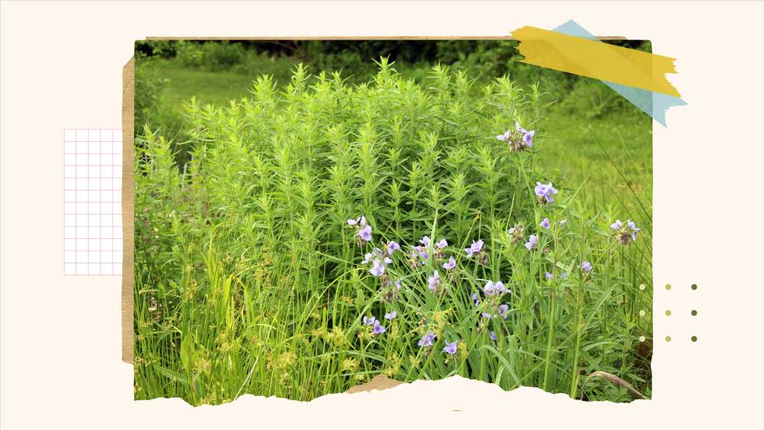 Image de style collage à plan moyen d'un jardin indigène présentant des grappes de diverses plantes, notamment des fleurs violettes d'araignée de l'Ohio et un feuillage de menthe des montagnes vert pâle. 