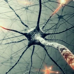 Des cellules nerveuses artificielles capables de communiquer avec le cerveau ont été produites