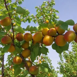 La récolte des abricots a commencé à Mersin : prix 150-250 TL