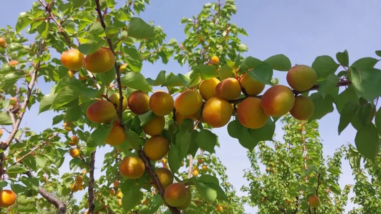 La récolte des abricots a commencé à Mersin : prix 150-250 TL