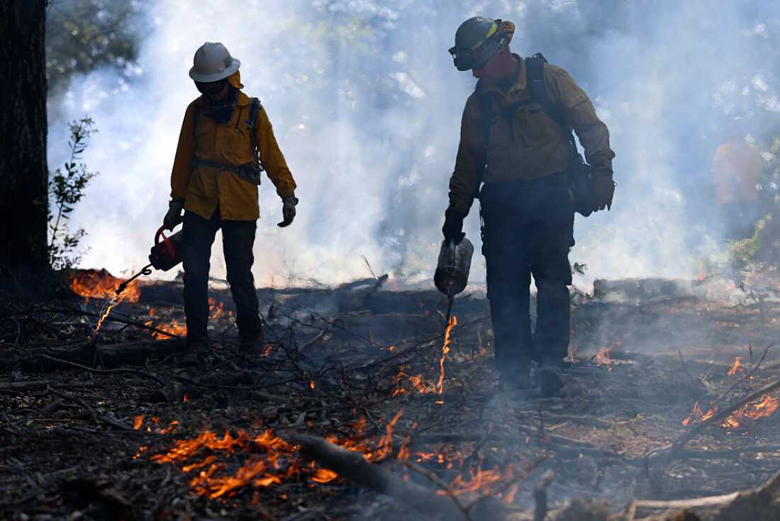 Allumer des feux de faible intensité, appelés brûlages dirigés, peut aider à éliminer les broussailles envahies et les matières mortes qui alimentent des incendies de forêt plus extrêmes. En 2025, les brûlages contrôlés ont diminué de près de moitié sous l’administration Trump.
