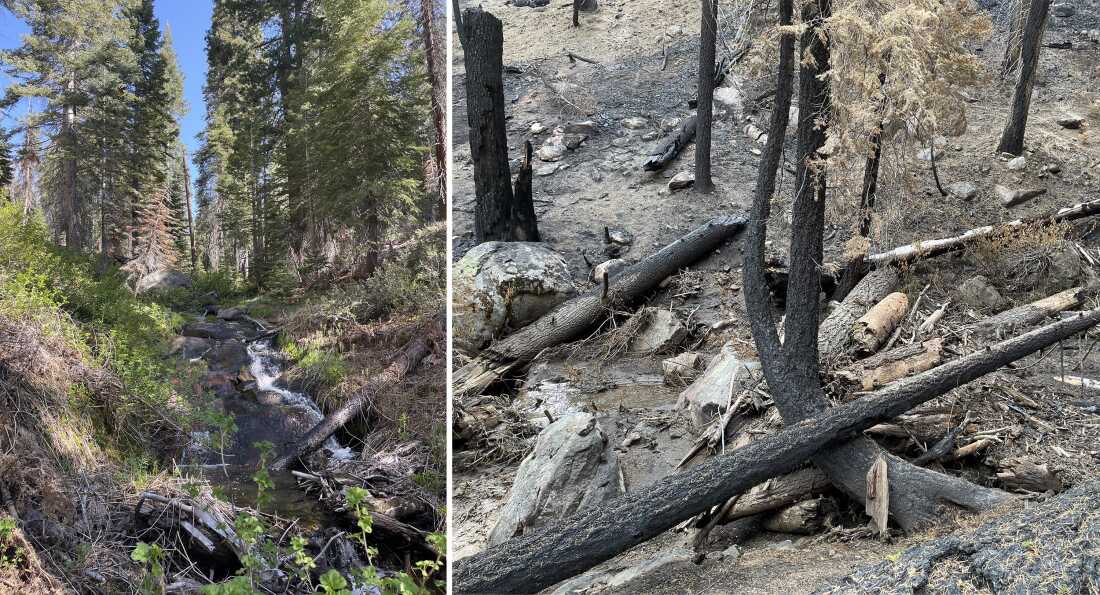 Dans la forêt expérimentale de Teakettle, les chercheurs ont étudié les systèmes forestiers et la dynamique de l'eau parmi les arbres anciens (à gauche).