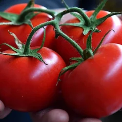 Le produit dont le prix a le plus augmenté en avril est la tomate, et le produit dont le prix a le plus diminué est l&rsquo;aubergine.
