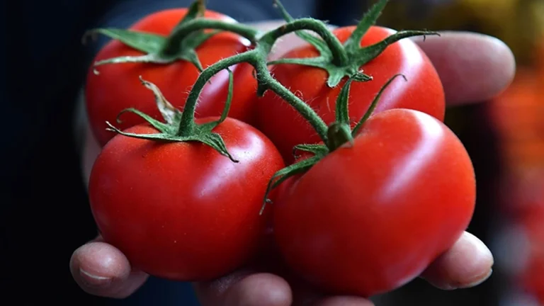 Le produit dont le prix a le plus augmenté en avril est la tomate, et le produit dont le prix a le plus diminué est l&rsquo;aubergine.