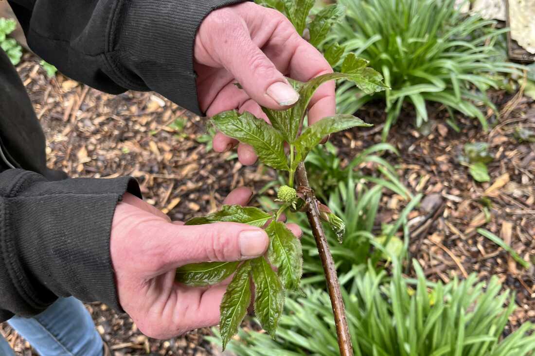 Dans son jardin, Wendy Clapp exhibe un écorce de neuf du Pacifique en herbe.