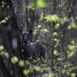 Quelque chose d&rsquo;étrange arrive aux animaux de Tchernobyl : les scientifiques n&rsquo;en croyaient pas leurs yeux