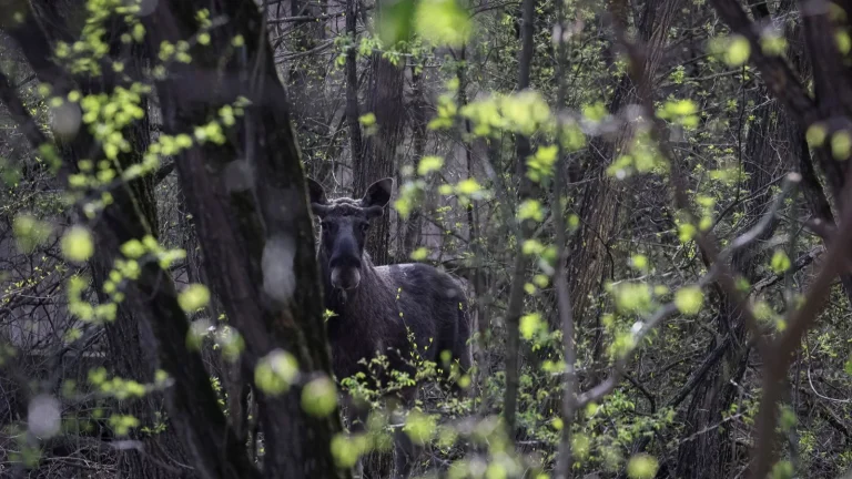 Quelque chose d&rsquo;étrange arrive aux animaux de Tchernobyl : les scientifiques n&rsquo;en croyaient pas leurs yeux