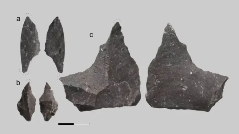 Une dent vieille de 59 mille ans a surpris le monde scientifique : la méthode de traitement des Néandertaliens révélée