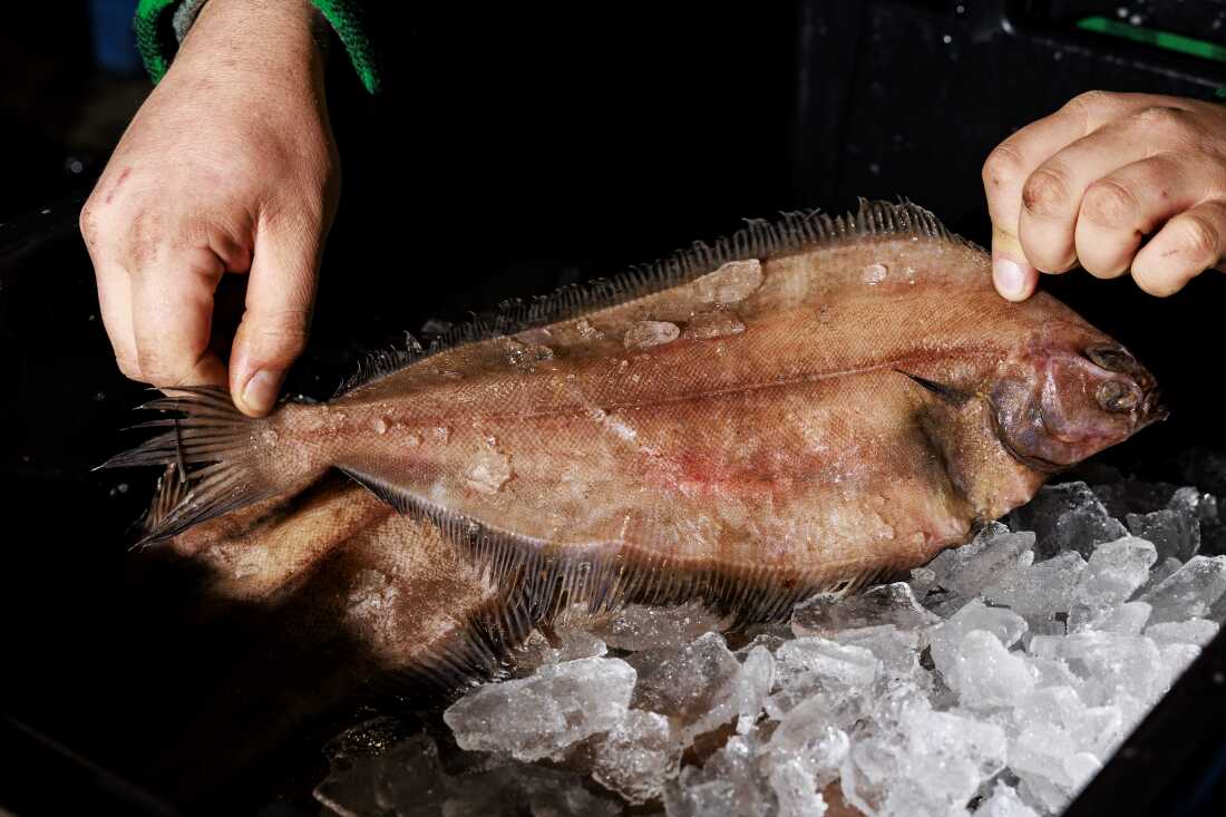 Un douve capturé localement repose sur la glace au Portland Fish Exchange. Une paire de mains en saisit chaque extrémité.