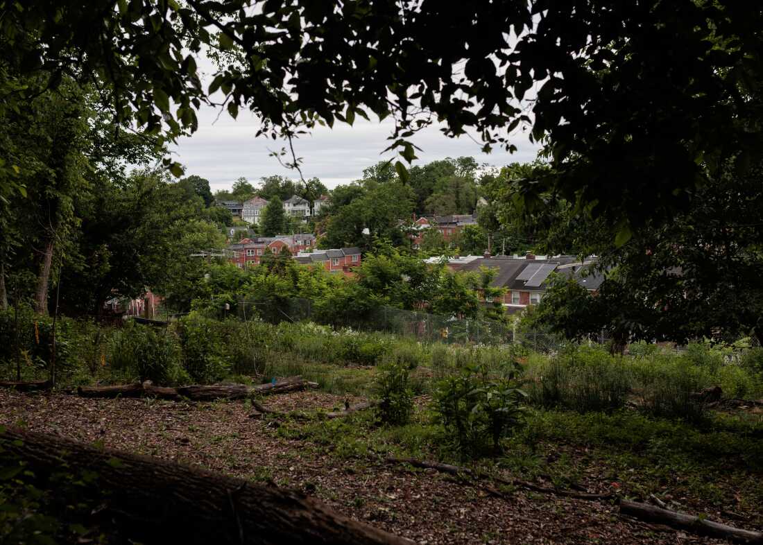 Jeudi 21 mai 2026 — Un terrain de recherche sur la régénération de la forêt urbaine derrière l'église Stillmeadow Community Fellowship à Baltimore, MD.
