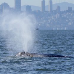 Des baleines font leur apparition dans la baie de San Francisco. De nouvelles alertes de navires pourraient aider à les protéger