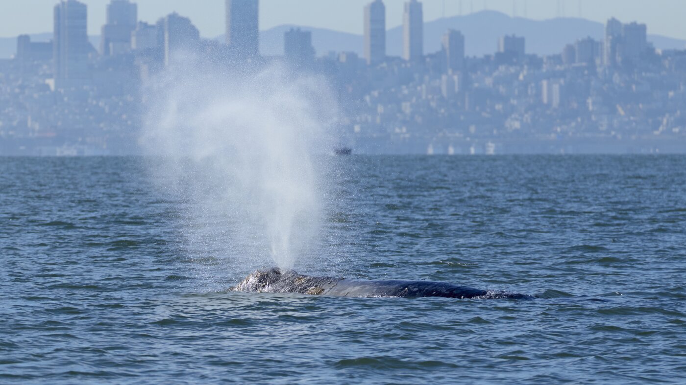 Des baleines font leur apparition dans la baie de San Francisco. De nouvelles alertes de navires pourraient aider à les protéger