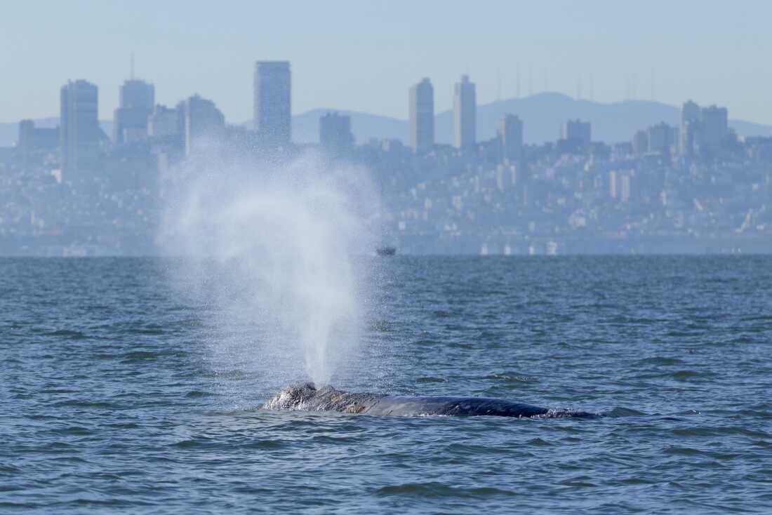 Les baleines grises font leur apparition dans la baie de San Francisco, un détour dans leur longue migration de l'Alaska au Mexique. Ils semblent rechercher de la nourriture, car les conditions océaniques changeantes réduisent la disponibilité de leurs proies normales dans l'Arctique.