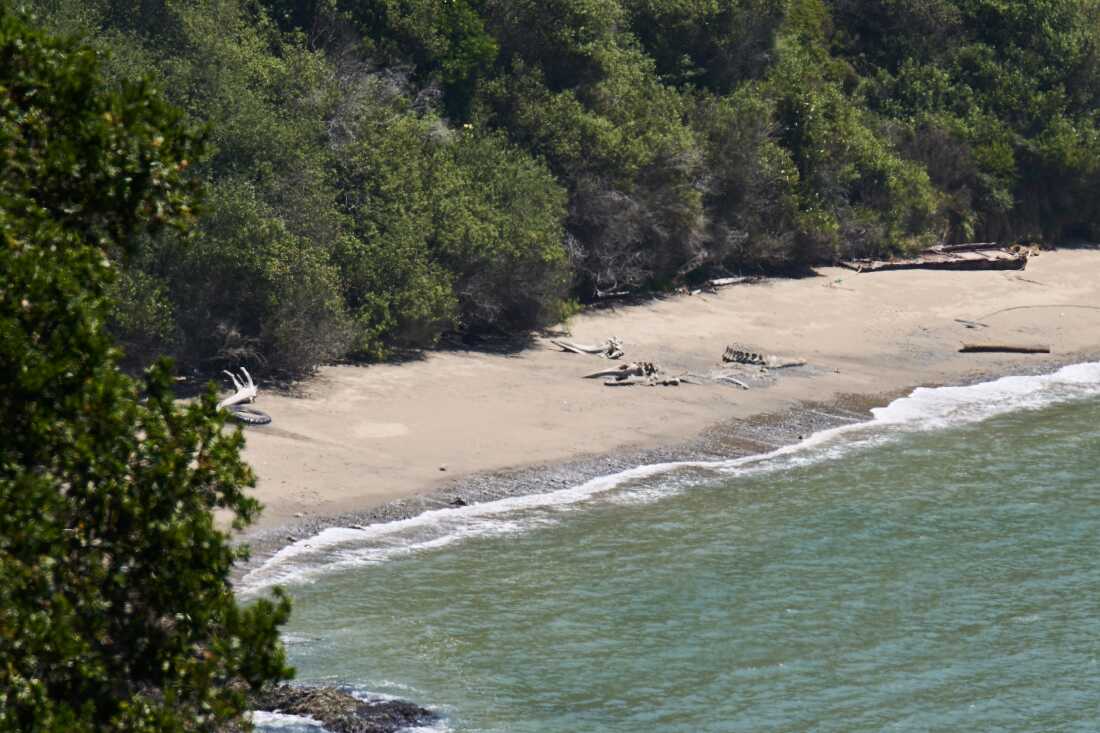 Des carcasses de baleines reposent sur une plage d’Angel Island, dans la baie de San Francisco, le mardi 19 mai 2026.