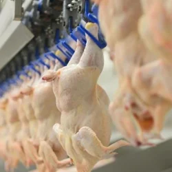 La production de viande de poulet a diminué en avril