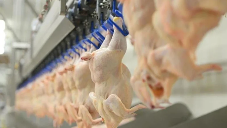 La production de viande de poulet a diminué en avril