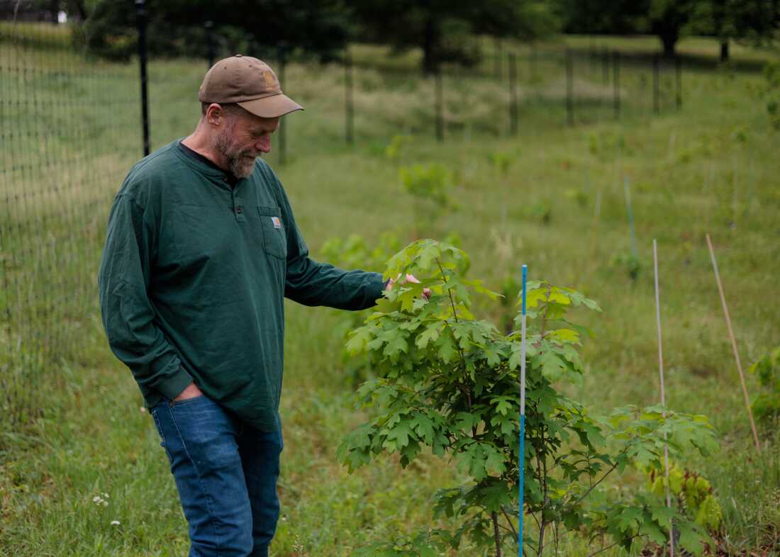 Jeudi 21 mai 2026 — L'ancien chercheur du Service forestier, Morgan Grove, examine les feuilles de chêne sur le site de régénération des chênes indigènes : site du verger de chênes à l'arboretum de Cylburn à Baltimore, dans le Maryland.