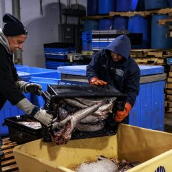 Un programme en période de pandémie maintient l’industrie de la pêche du Maine à flot : NPR