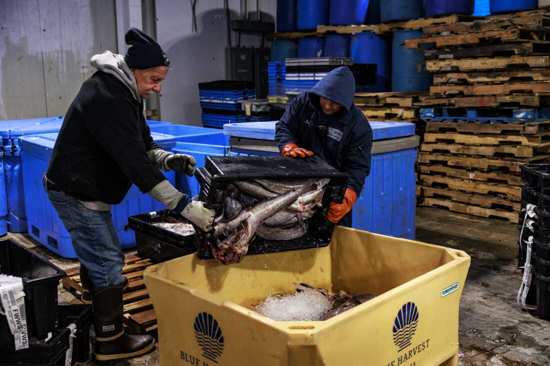 Deux hommes du Portland Fish Exchange à Portland, dans le Maine, chargent de gros poissons argentés d'une caisse en plastique noir dans un grand fourre-tout en plastique jaune.