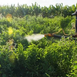 L’ère de l’utilisation des pesticides et des aliments riches en pesticides prendra fin