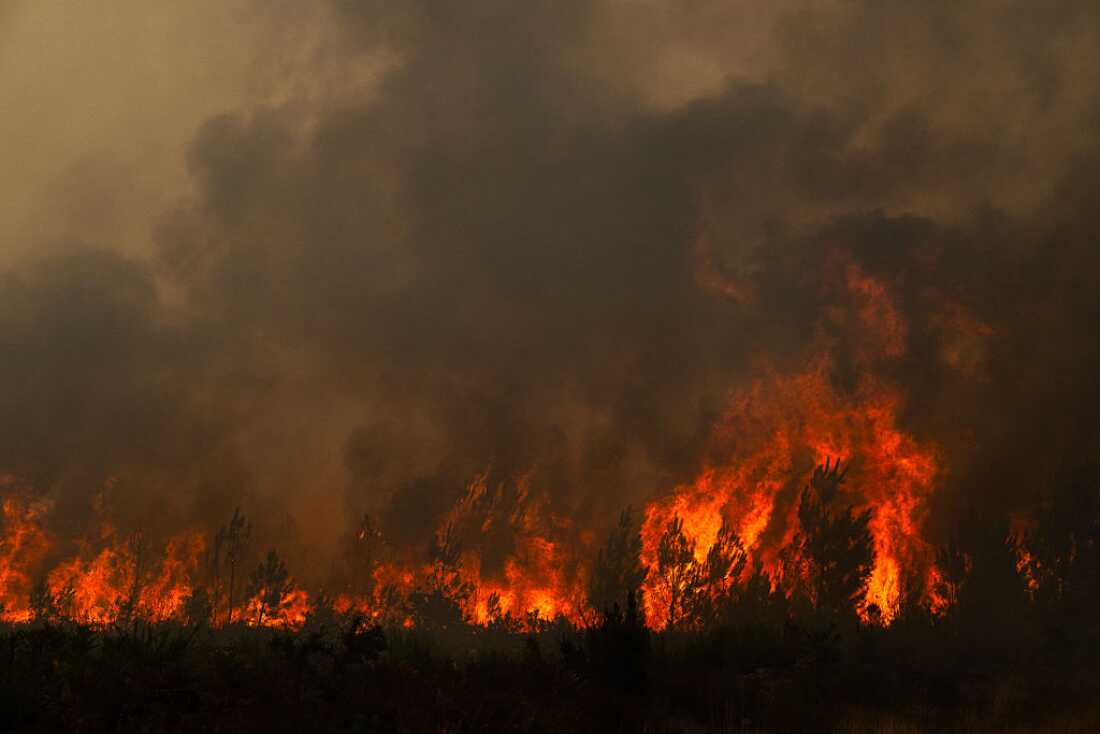 Une forêt est en proie aux flammes et à la fumée noire.