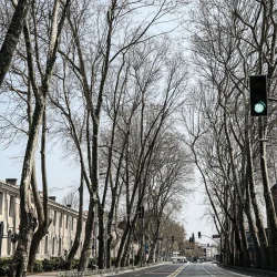 La mémoire d&rsquo;Istanbul se tarit ! Alarme 14 ans dans les platanes