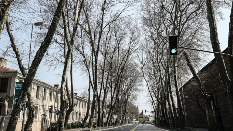 La mémoire d&rsquo;Istanbul se tarit ! Alarme 14 ans dans les platanes
