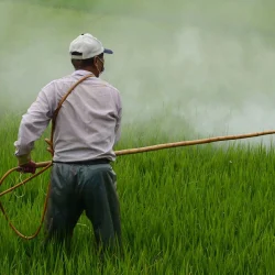 270 notifications, 197 refus aux frontières, les bulletins de pesticides sont toujours mauvais !