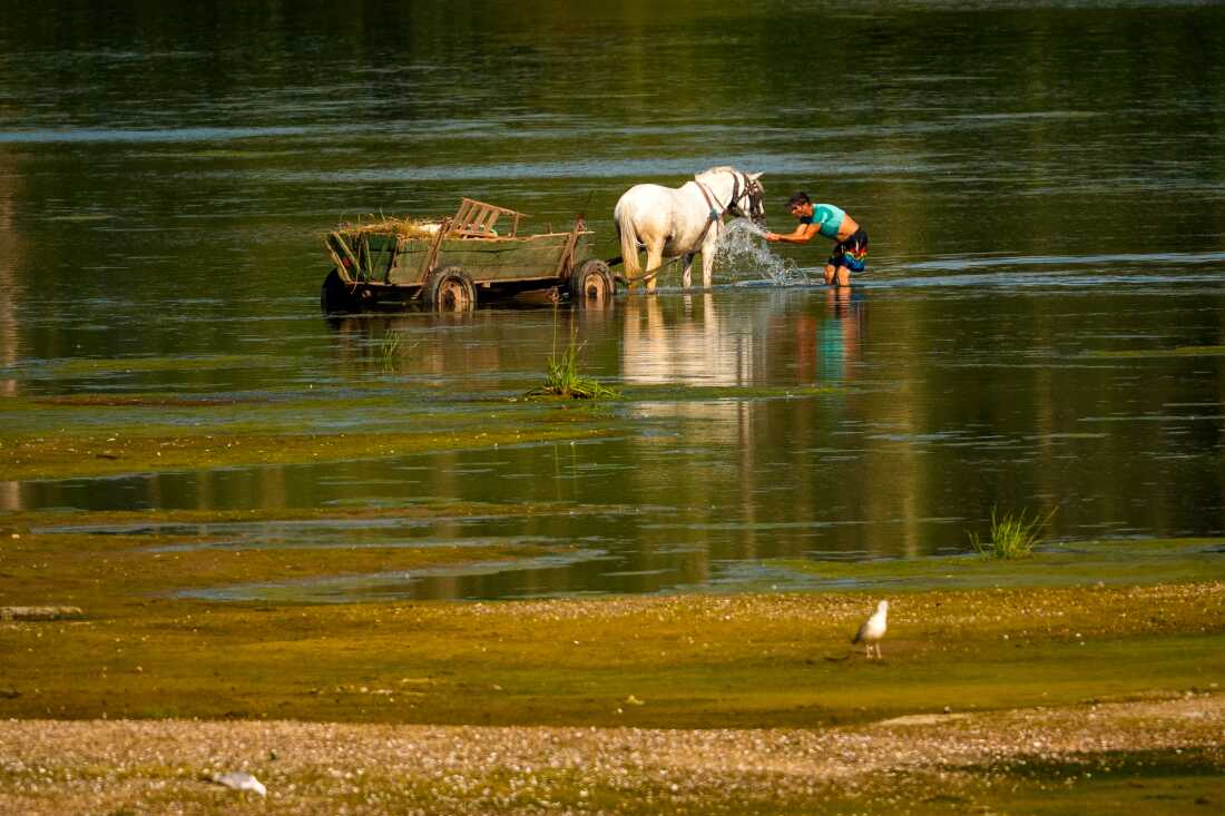 Un homme asperge d'eau un cheval pour le rafraîchir à côté d'un banc de sable sur le Danube, car les zones habituellement submergées sont exposées en raison des niveaux d'eau extrêmement bas suite à une longue période de sécheresse à Roseti, en Roumanie, le mercredi 29 juillet 2026.