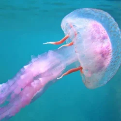Alerte écologique dans les mers, les notifications ont augmenté de 70 pour cent en 2 ans