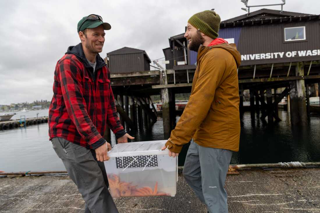 Scott McIntosh et Willem Weertman transportent une boîte d'étoiles de mer tournesol âgées de 3 ans élevées en laboratoire jusqu'au quai de Friday Harbor Labs pour être relâchées sur une île voisine. McIntosh travaille pour la nation Samish et Weertman est doctorant dans le laboratoire de Jason Hodin à l'Université de Washington et étudie les étoiles du tournesol.