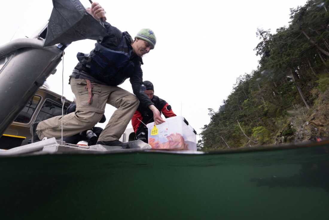 Jason Hodin et Scott McIntosh, membre de la nation indienne Samish, plongent dans la mer une boîte d'étoiles de mer tournesol âgées de 3 ans, élevées en laboratoire, sur l'île Decatur, dans l'État de San Juan, Washington.