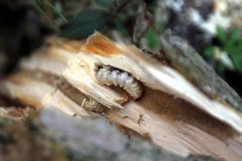 Le nouveau cauchemar du marchand de noisettes, l'attaque de Dracula sur la mer Noire ! - Photo : 2