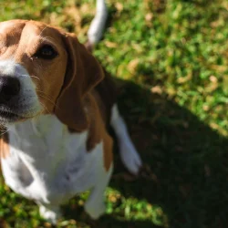 Des scientifiques ont créé un chien « sans allergie »
