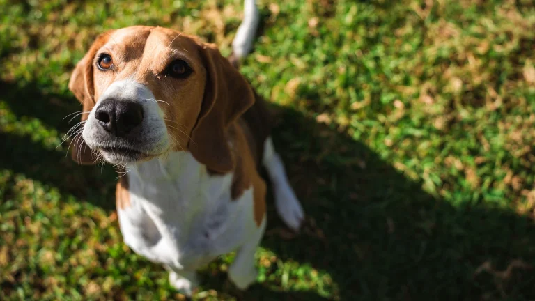 Des scientifiques ont créé un chien « sans allergie »