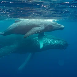 Des scientifiques ont enregistré : une activité de baleine géante au large des côtes du Groenland