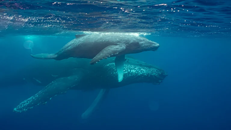 Des scientifiques ont enregistré : une activité de baleine géante au large des côtes du Groenland