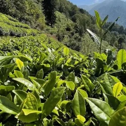 Les deuxièmes achats de thé frais à Çaykur seront finalisés aujourd&rsquo;hui.