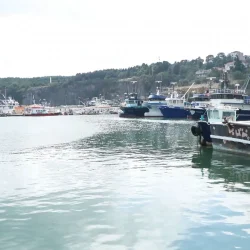 Les pêcheurs attendent le 1er septembre : Bonne nouvelle pour les amateurs de bonite