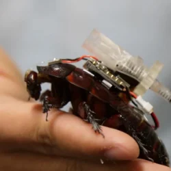Les scientifiques ont transformé les cafards en cyborgs : ils vont désormais sauver les gens !