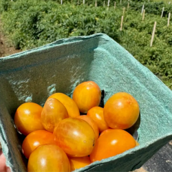 Les tomates raffinées comme Scarlet Sunrise de Rutgers sont-elles les prochaines pommes Honeycrisp ? : Planète Argent : NPR