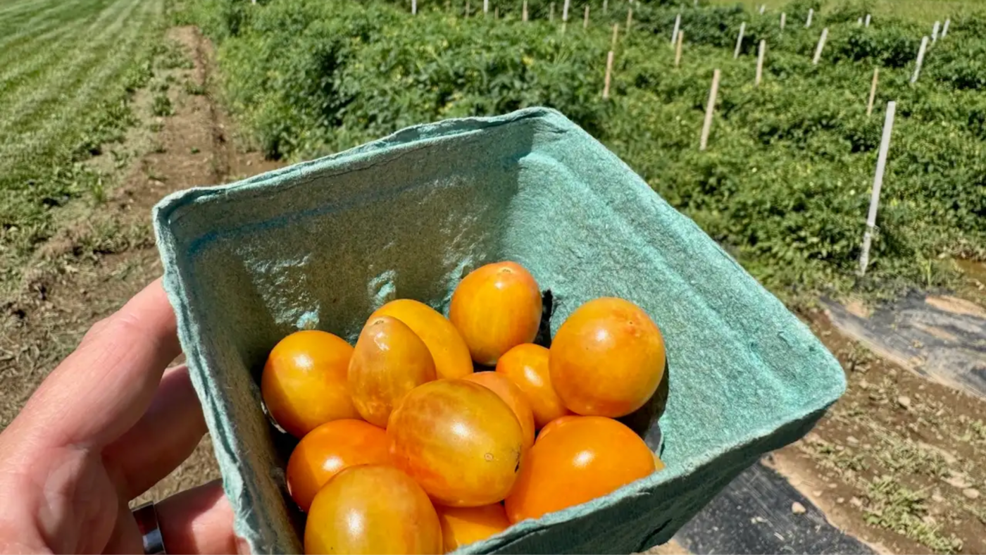 Les tomates raffinées comme Scarlet Sunrise de Rutgers sont-elles les prochaines pommes Honeycrisp ? : Planète Argent : NPR