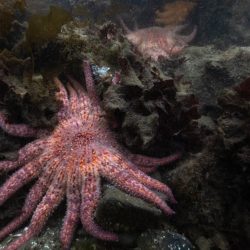 Un prédateur océanique de la taille d&rsquo;une pizza et une tribu tentent de se protéger. Voici comment